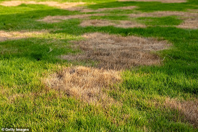 No one wants to see a patchy, weed-speckled, faintly jaundiced stretch of grass