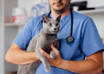 The big vets’ firms are waging emotional warfare on pet lovers… and this price cap shake-up will not stop it