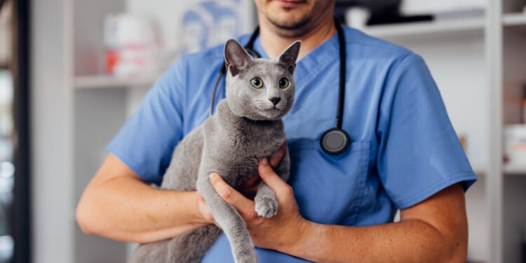 The big vets’ firms are waging emotional warfare on pet lovers… and this price cap shake-up will not stop it