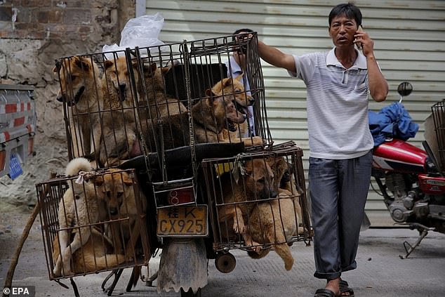 China is known as a country that consumes dog meat in parts of the country, with the annual 'lychee and dog meat' festival in Yulin every June (Pictured: A vendor who appears t be selling dogs in Yulin city on June 21, 2016)