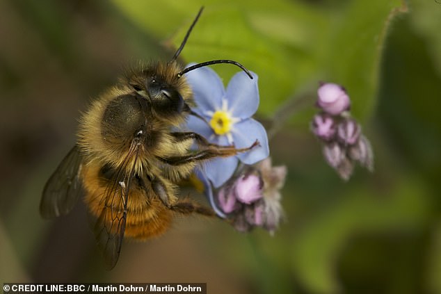 After filming for months, this dedicated naturalist struck up a relationship with a female leafcutter bee who made her burrow in a ¿bee city¿ he built by drilling holes in a heap of rocks