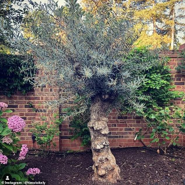 Stokely's back garden at his mansion includes a manicured half-acre back lawn with a statement 200-year-old olive tree
