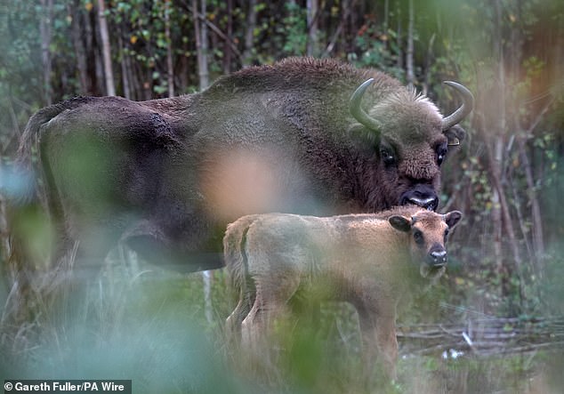 Wild Bison now roam in Kent because of the £1.1million injection from the Dream Fund