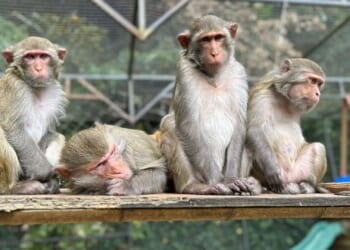Beloved UK zoo announces closure after nearly 50 years as owner admits ‘it’s difficult to talk about’