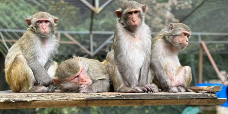 Beloved UK zoo announces closure after nearly 50 years as owner admits ‘it’s difficult to talk about’