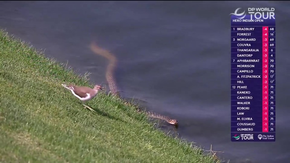 NINTCHDBPICT001069506207