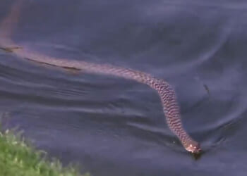 Terrifying moment giant snake slithers through the water yards from pro golfers on DP World Tour