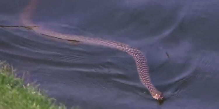 Terrifying moment giant snake slithers through the water yards from pro golfers on DP World Tour