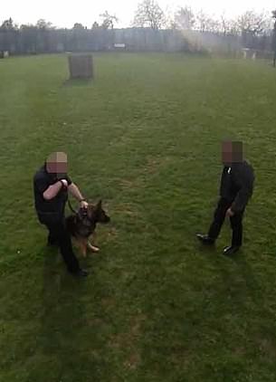 Sid, a fearsome German Shepherd, was unleashed on a man pretending to wield a gun