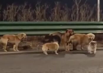 Viral tale of 'stolen dogs trekking 10 miles home after escaping captivity' turns out to be FAKE after fooling the world
