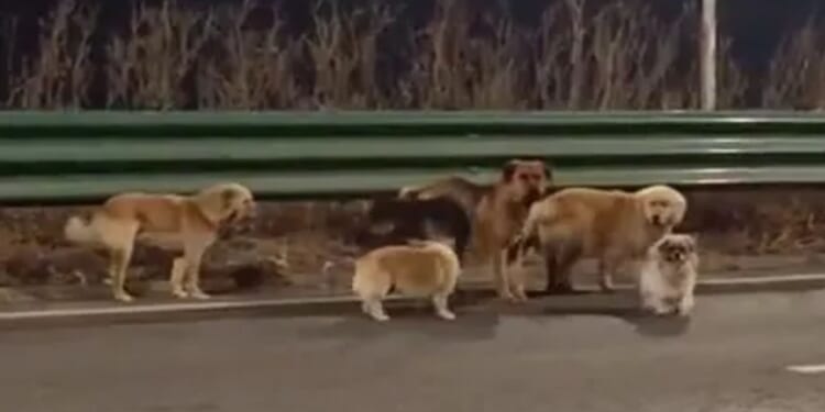 Viral tale of 'stolen dogs trekking 10 miles home after escaping captivity' turns out to be FAKE after fooling the world