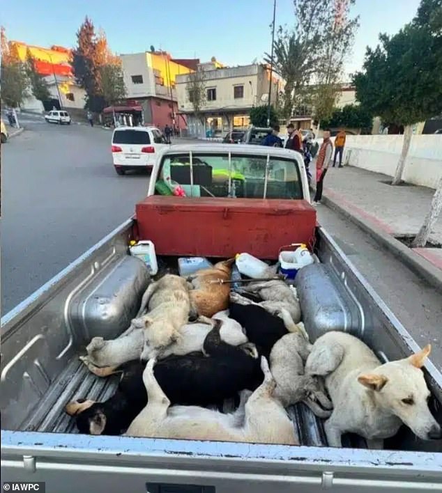 Cull: Animal welfare organisations have released images and testimony alleging Moroccan authorities are using harsh methods, including clamping dogs by the neck, loading them into trucks and poisoning or shooting them before disposing of their bodies in mass graves