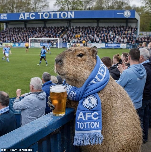 Online memes show Samba enjoys a refreshing pint while supporting Totton FC. She's such a fan she even has the team's scarf