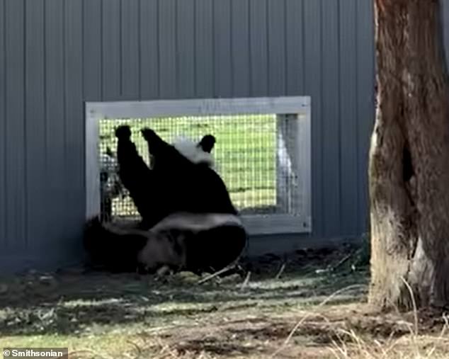 The pair of four-year-old giant pandas were shipped from Beijing to the Smithsonian's National Zoo in DC
