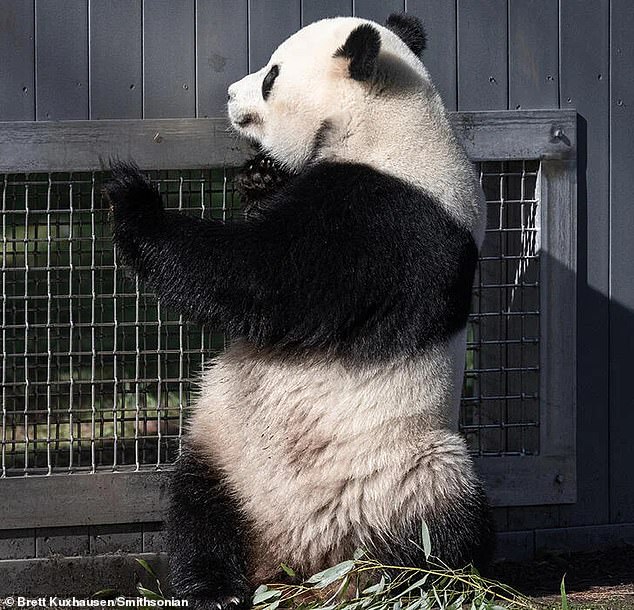 Bao Li is in rut, the period of time when male pandas are readying for breeding, so he tries to capture the female's attention