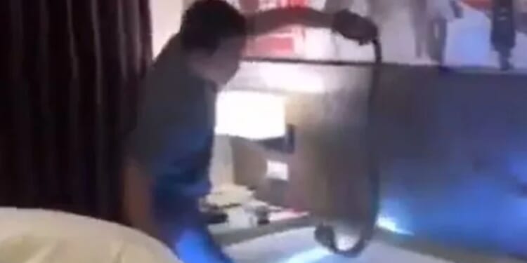 Terrified tourist wakes up in middle of night to find black king cobra slithering across the bed near his head