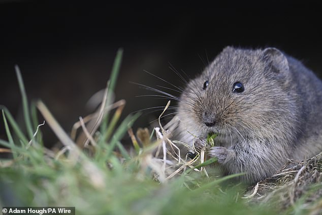 A new report reveals vole activity in spring 2025 reached its highest level since 2019, when a major project to protect Orkney's wildlife from non-native predators first began