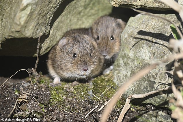 Across 22 sites in Mainland Orkney and the linked South Isles, signs of voles were found in a third of the 1,082 small survey squares surveyed