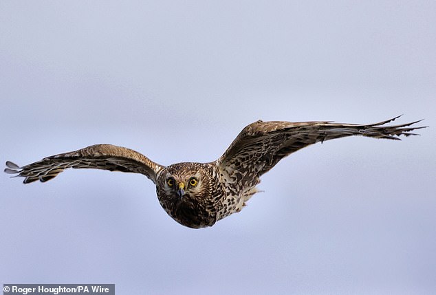 The findings also show a surge in breeding attempts by rare hen harriers, which depend on the voles for food, marking their most successful since the scheme was launched