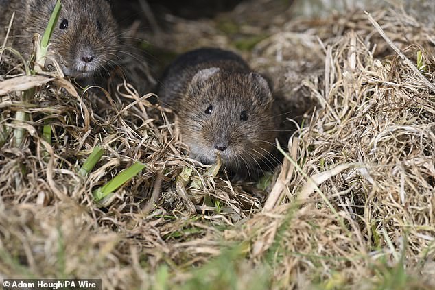 Across 22 sites in Mainland Orkney and the linked South Isles, signs of voles were found in a third of the 1,082 small survey squares surveyed