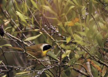 A field guide to unplugging: How a busy dad found a lifeline in birding