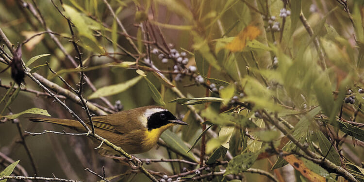 A field guide to unplugging: How a busy dad found a lifeline in birding