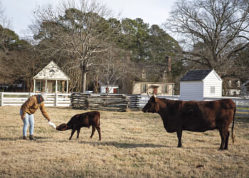 At Colonial Williamsburg, rare livestock breeds still thrive