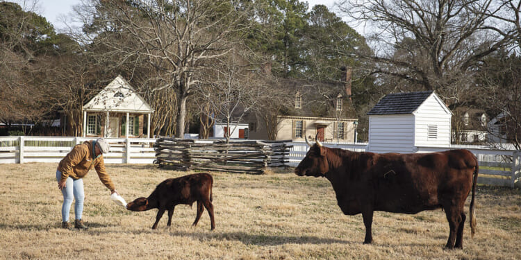 At Colonial Williamsburg, rare livestock breeds still thrive