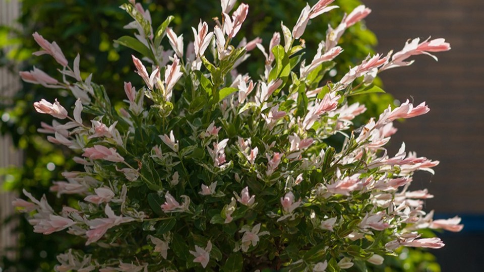 Salix Flamingo plant with pink and green variegated leaves.