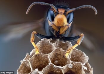 Basingstoke under siege from killer Asian hornets 'hitching lifts in cars'