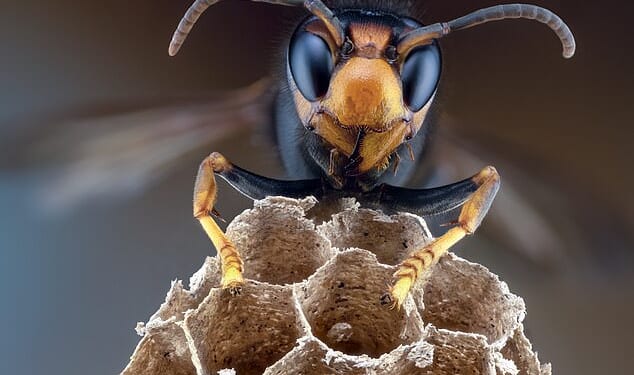 Basingstoke under siege from killer Asian hornets 'hitching lifts in cars'
