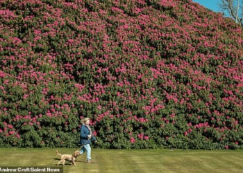 England's largest rhododendron in full bloom early this year at the South Lodge Hotel and Spa in West Sussex