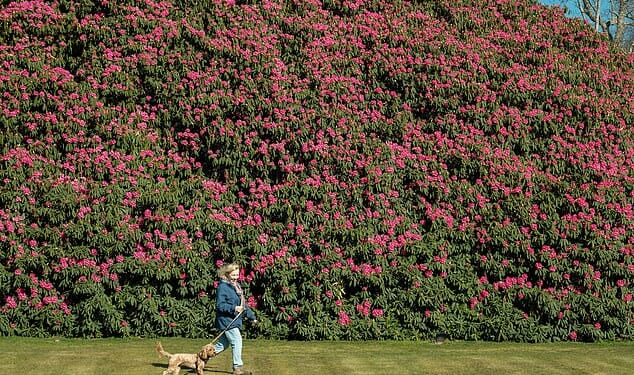 England's largest rhododendron in full bloom early this year at the South Lodge Hotel and Spa in West Sussex