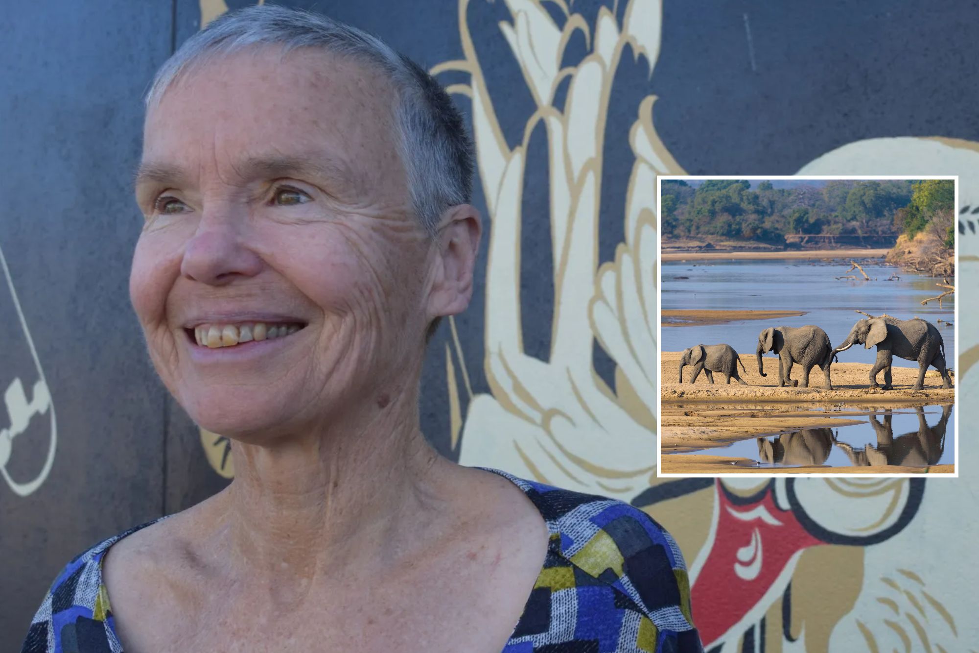 An image collage containing 2 images, Image 1 shows NINTCHDBPICT001067865878, Image 2 shows African elephants (Loxodonta africana) at the Luangwa River, South Luangwa National Park, Zambia
