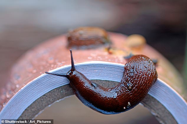 Copper tape is also considered to be a natural slug repellent. Simply place copper tape around the rim of your plant pots to act as a deterrent for slugs