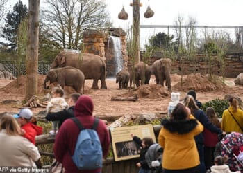 Chester Zoo is behind a campaign to change how forecasts are displayed on weather apps