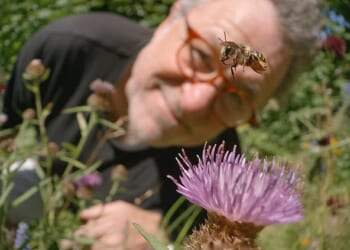 Martin Dohrn (pictured) was confronted with the classic wildlife film-maker¿s dilemma, on a minute scale, as he trained his camera on a hole in a wall on My Garden Of A Thousand Bees