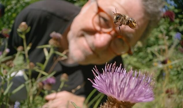 Martin Dohrn (pictured) was confronted with the classic wildlife film-maker¿s dilemma, on a minute scale, as he trained his camera on a hole in a wall on My Garden Of A Thousand Bees