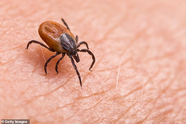 In the US, between 30,000 and 40,000 cases of Lyme disease are diagnosed annually and reported to the CDC. The illness is spread by infected ticks biting mammals