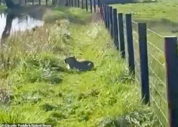 Mother-of-two Claudie Paddick, 42, spotted Samba that capybara while out with her dogs but she was scared away when they barked at her