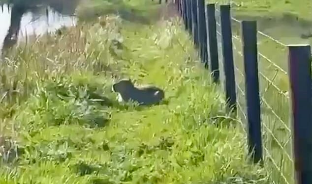 Mother-of-two Claudie Paddick, 42, spotted Samba that capybara while out with her dogs but she was scared away when they barked at her