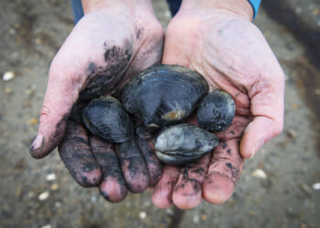 Cleaner Boston Harbor set to see return of shellfishing