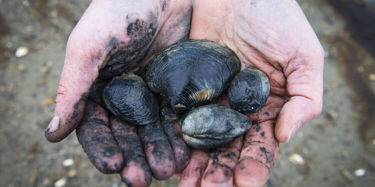 Cleaner Boston Harbor set to see return of shellfishing