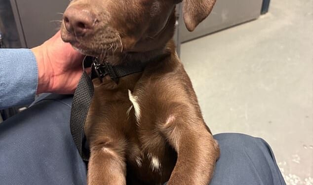 This chocolate Labrador puppy was abandoned by its owner, Omar Perez, at Pittsburgh International Airport when the man realized he was not able to fly with the dog, police said