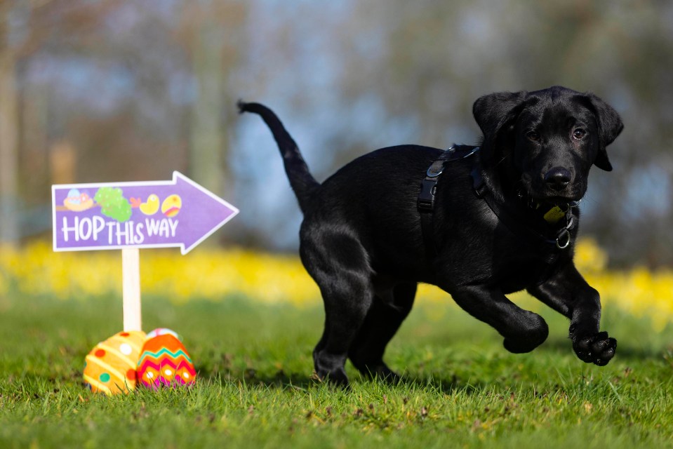 Guide Dogs' Easter egg hunt