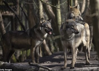 The park near Herne Bay, Kent, had five European grey wolves, and recently closed the exhibit holding the animals