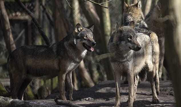 The park near Herne Bay, Kent, had five European grey wolves, and recently closed the exhibit holding the animals