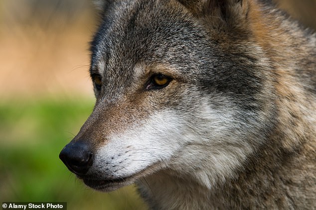 Three out of five of the animals had reportedly suffered serious injuries as bosses at the park said the decision to put them down was made after taking extensive advice from experts