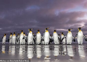 The group of king penguins can be seen coming back from the sea early in the morning after collecting lantern fish, squid and krill to feed their family