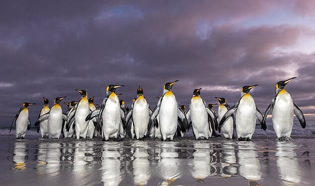 The group of king penguins can be seen coming back from the sea early in the morning after collecting lantern fish, squid and krill to feed their family